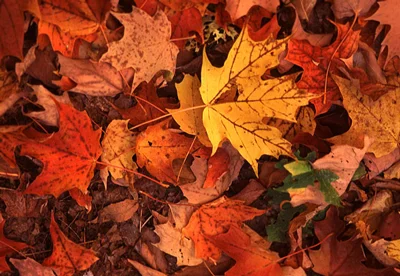 The 4 Best Hikes for Enjoying Maine’s Fall Foliage