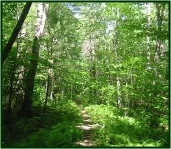  Become a Woodland Steward