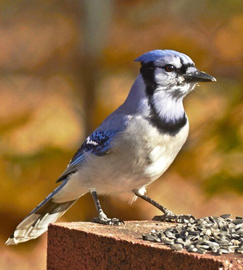 Blue Jays, American Chestnuts and The Power of Observation — Maine ...