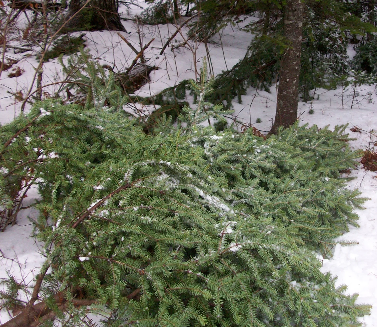 Real Christmas Trees Provide Benefits for Everybody