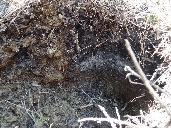 Know Your Soils: Woodland Tour Explores Growing Maine's Most Perennial Crop