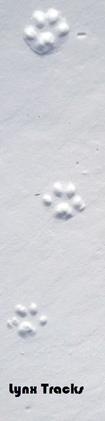 Tracks and Scat Tell about Habitat and Species