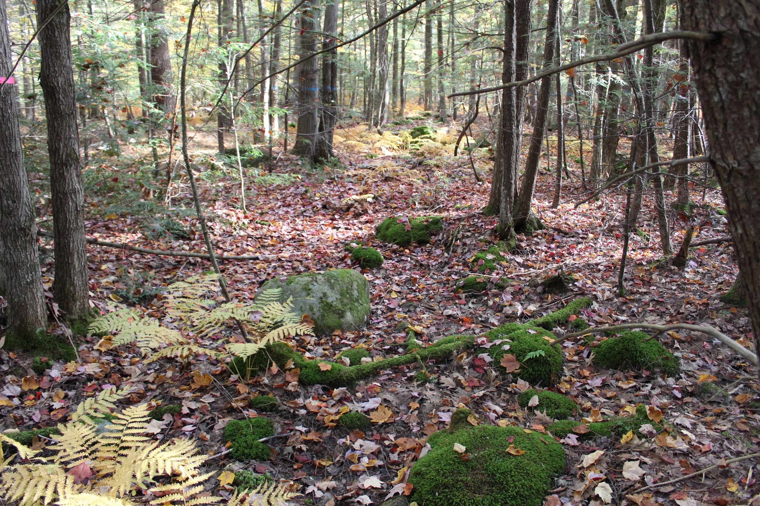 Fred and Orin Whitney Memorial Forest