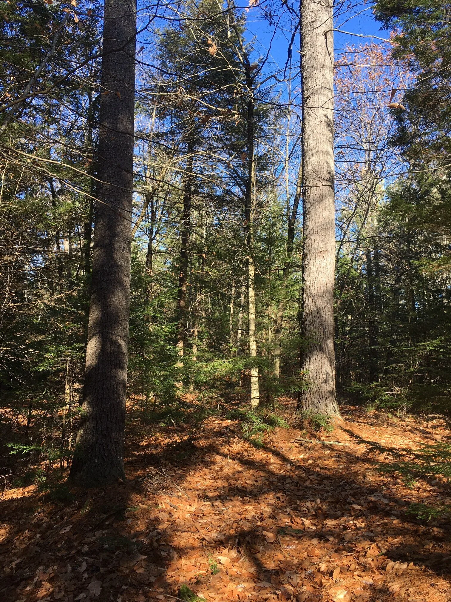 Chandler Brothers Woodlots