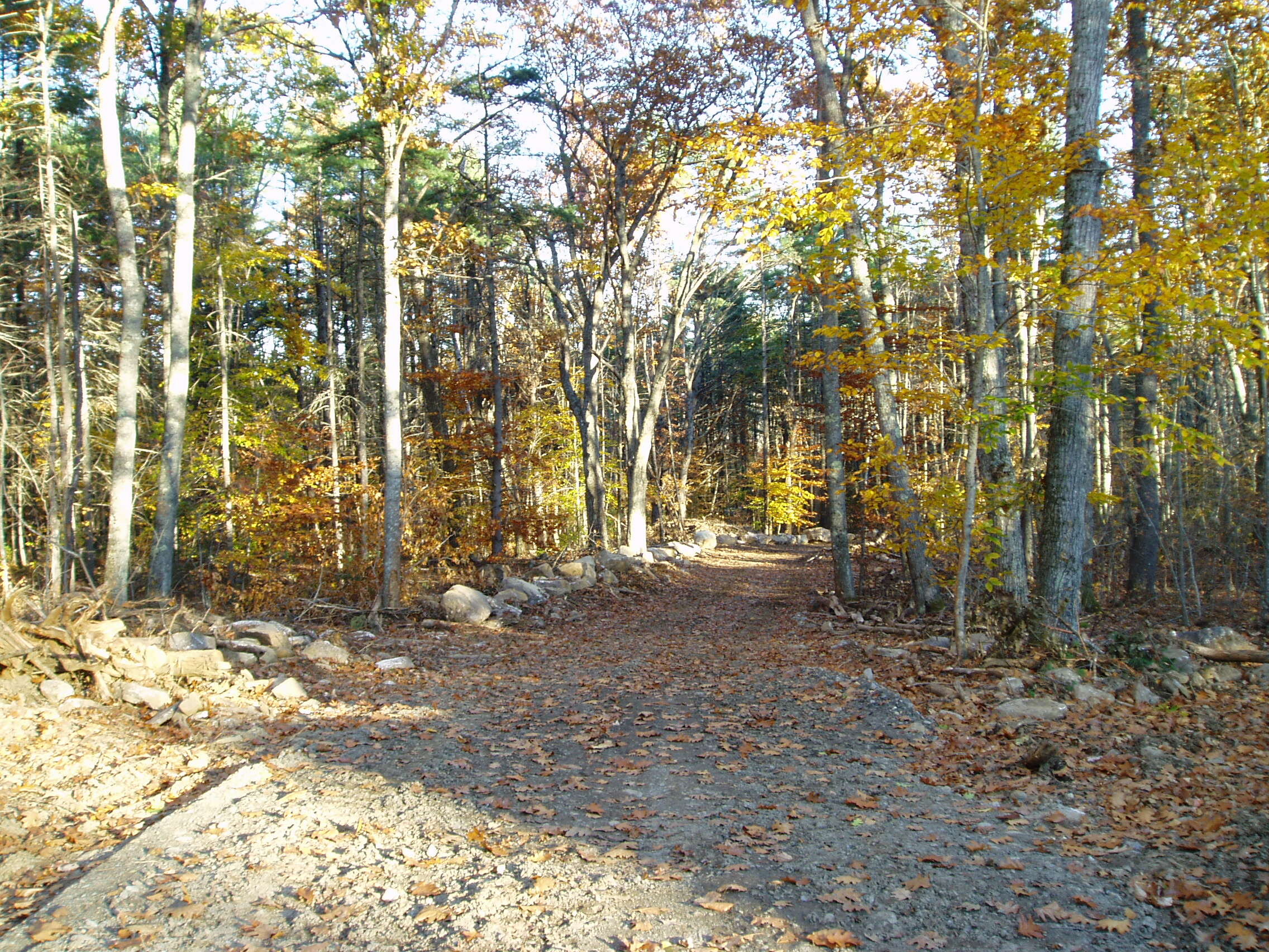 Brann Memorial Forest