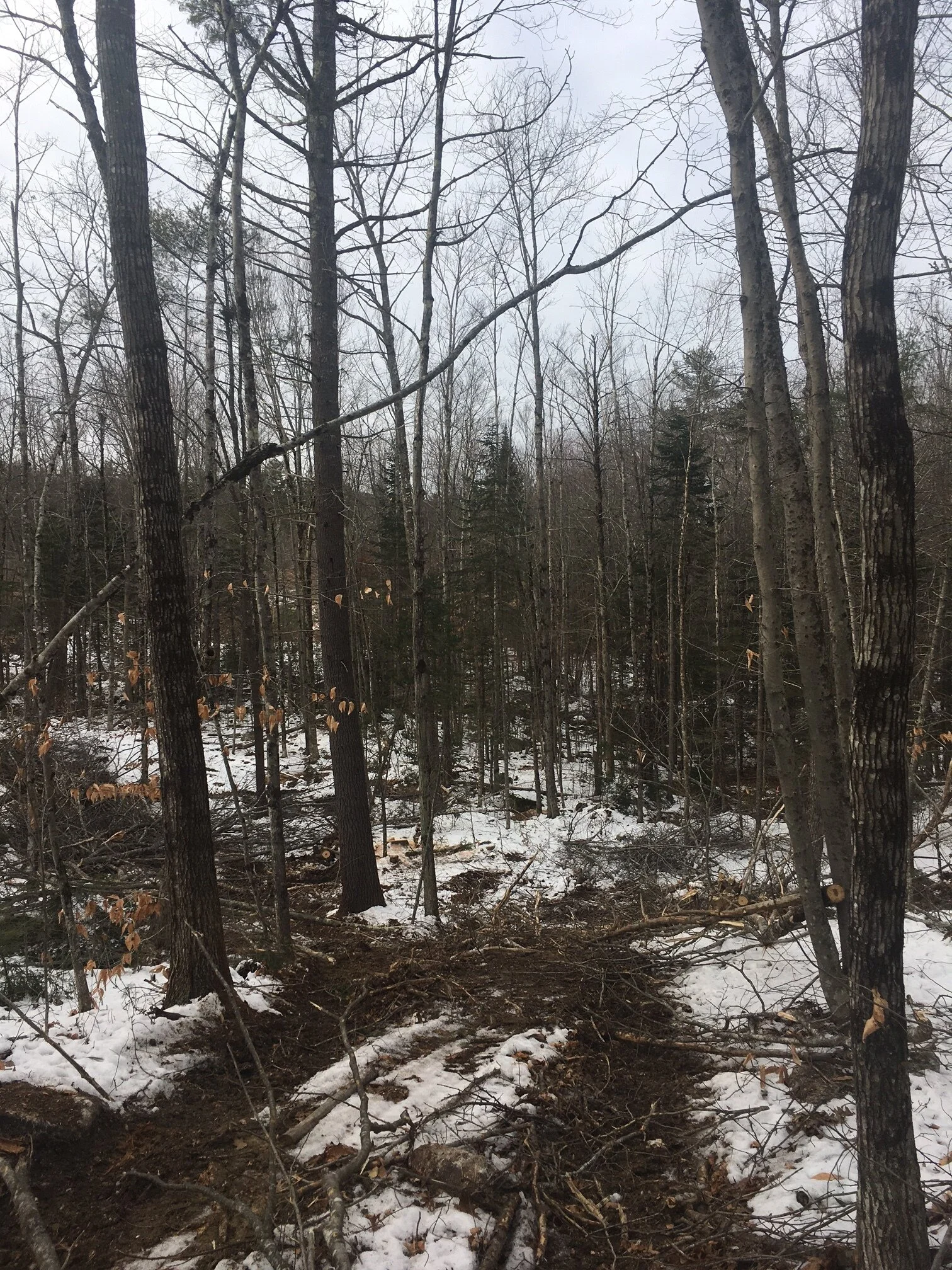 Anagnos-Gustafson Family Forest