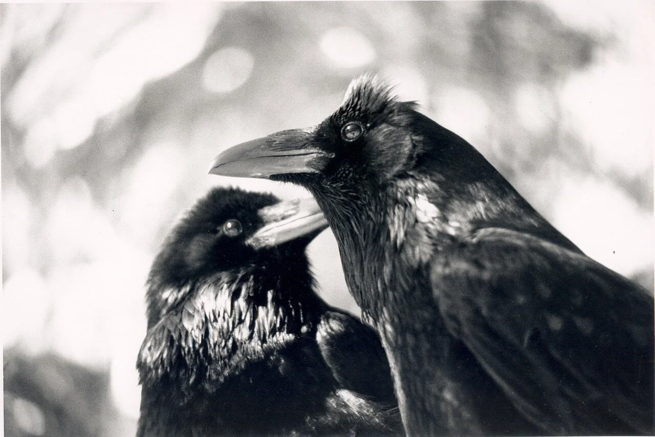 My Wild Wildlife Life