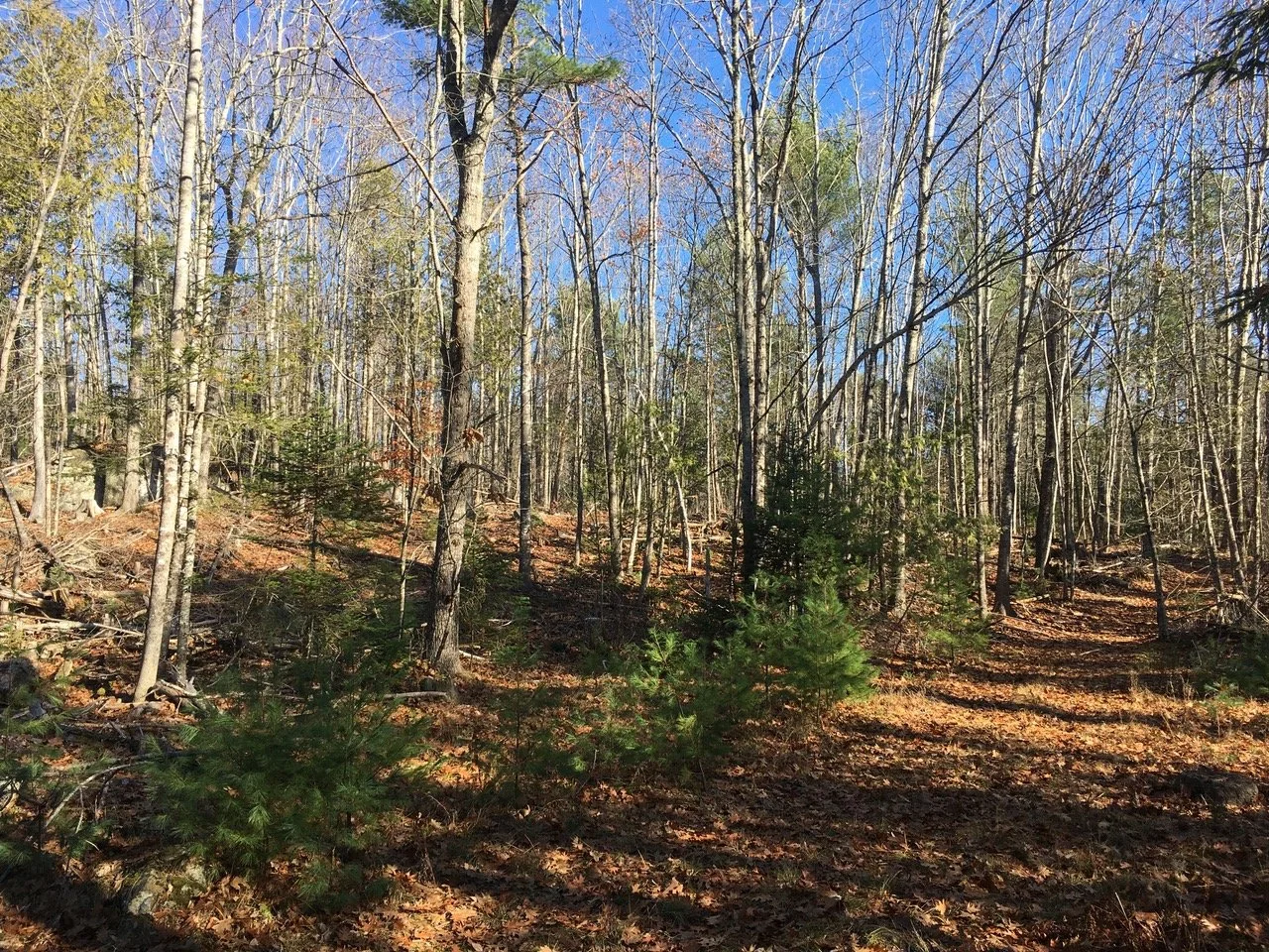 Willis Family Forest