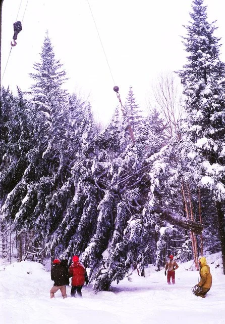 Growing the Nation's Christmas Tree