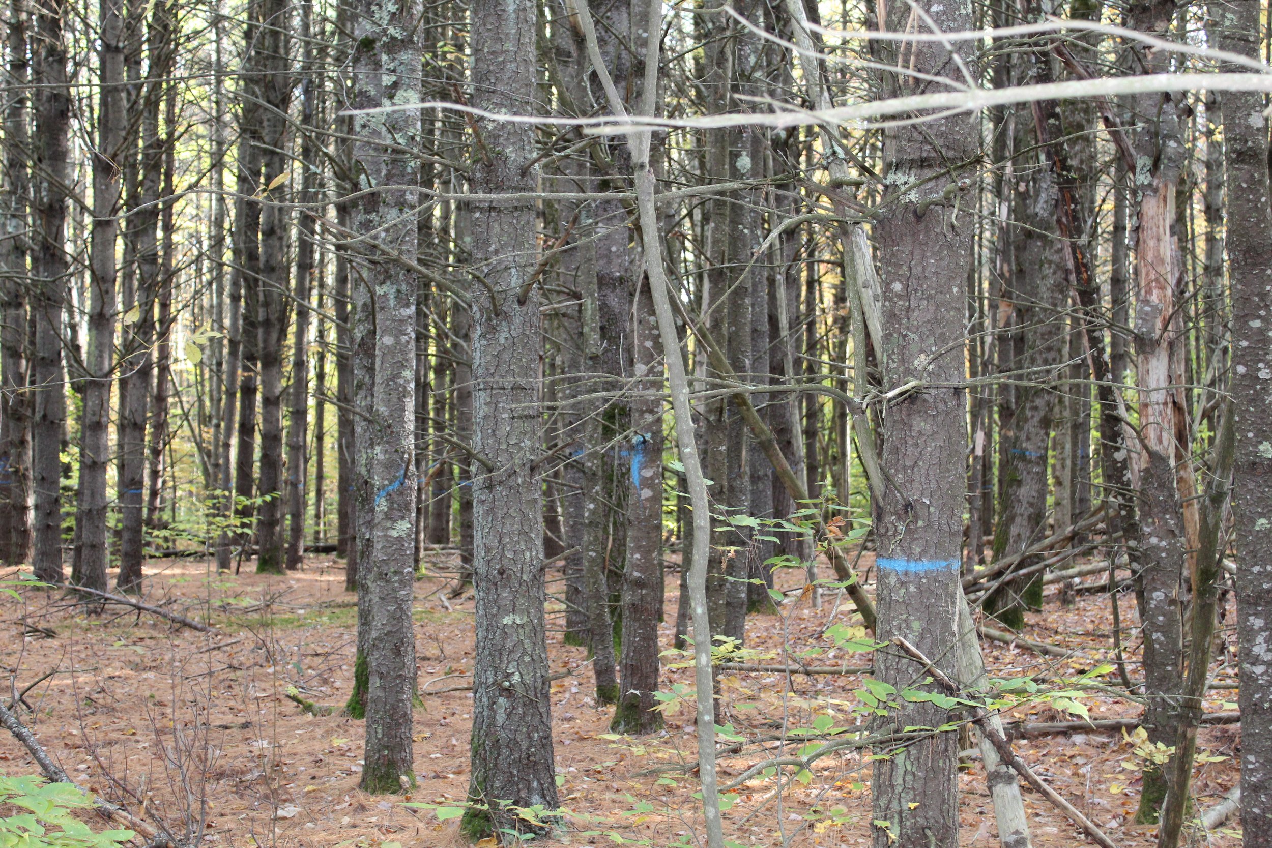 Unconventional Value of Basswood Trees — Maine Woodland Owners