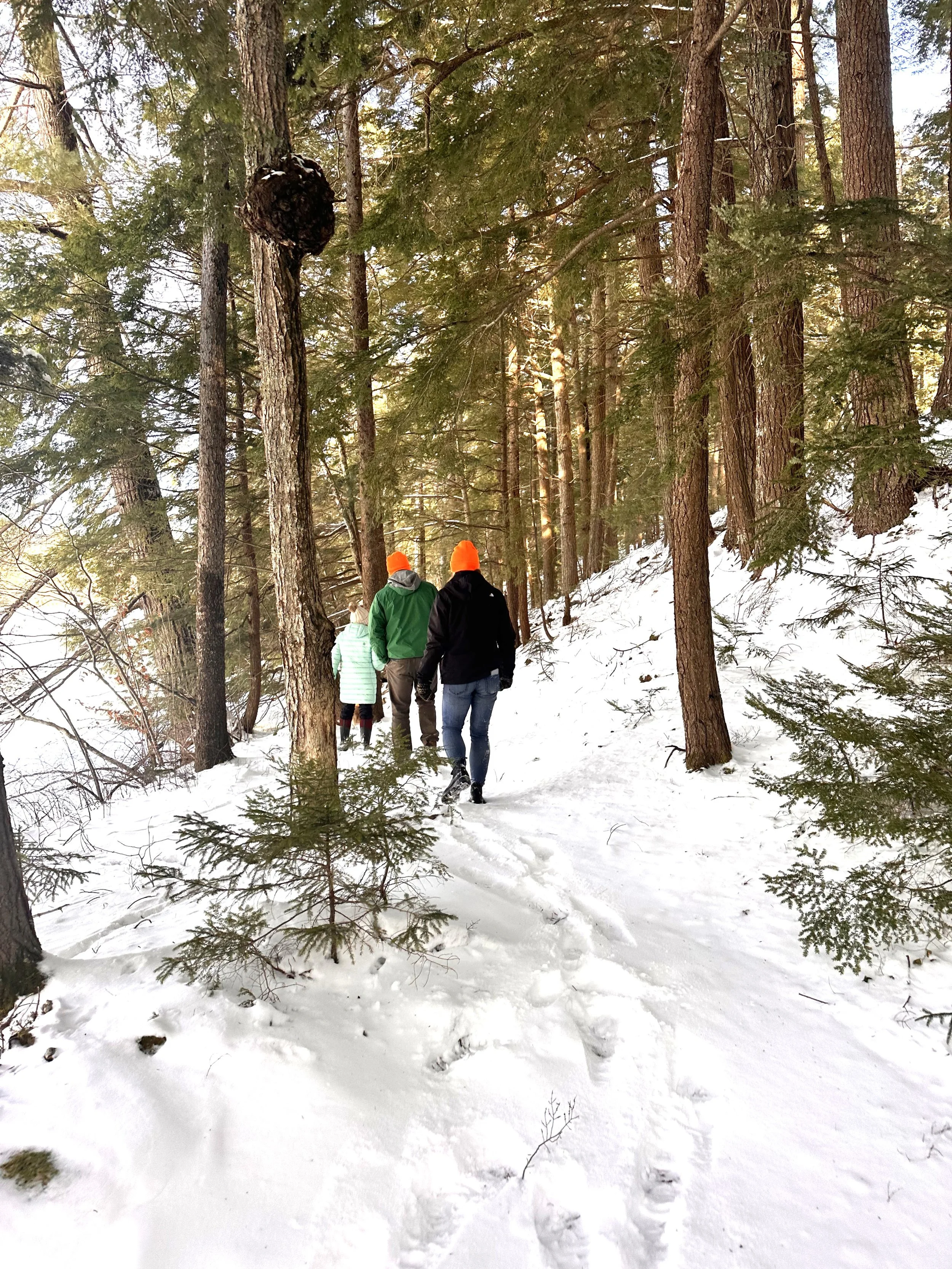 Cost-Share Programs for Woodland Owners