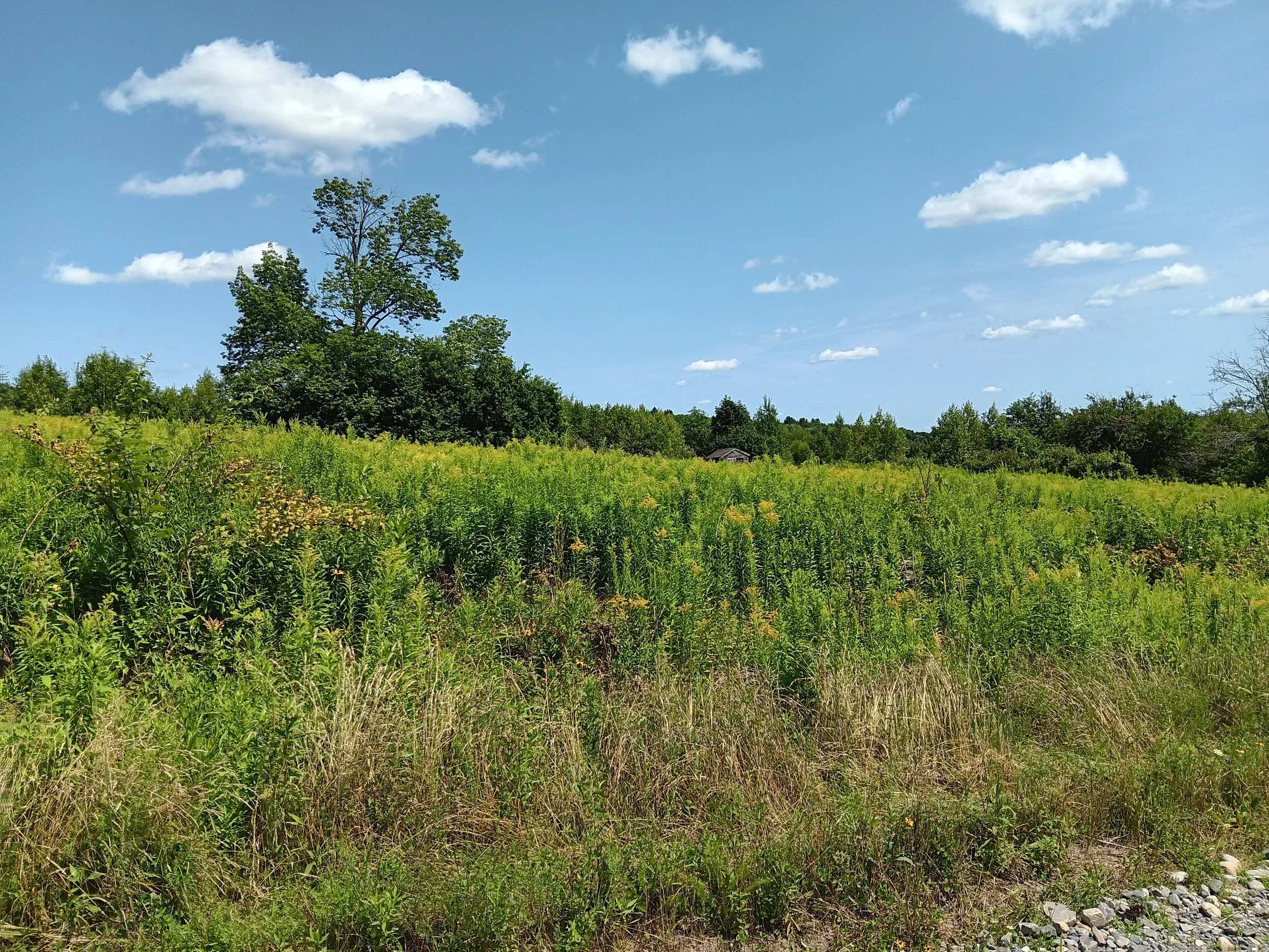 Alice Elizabeth Watjen Stottler Memorial Woodland