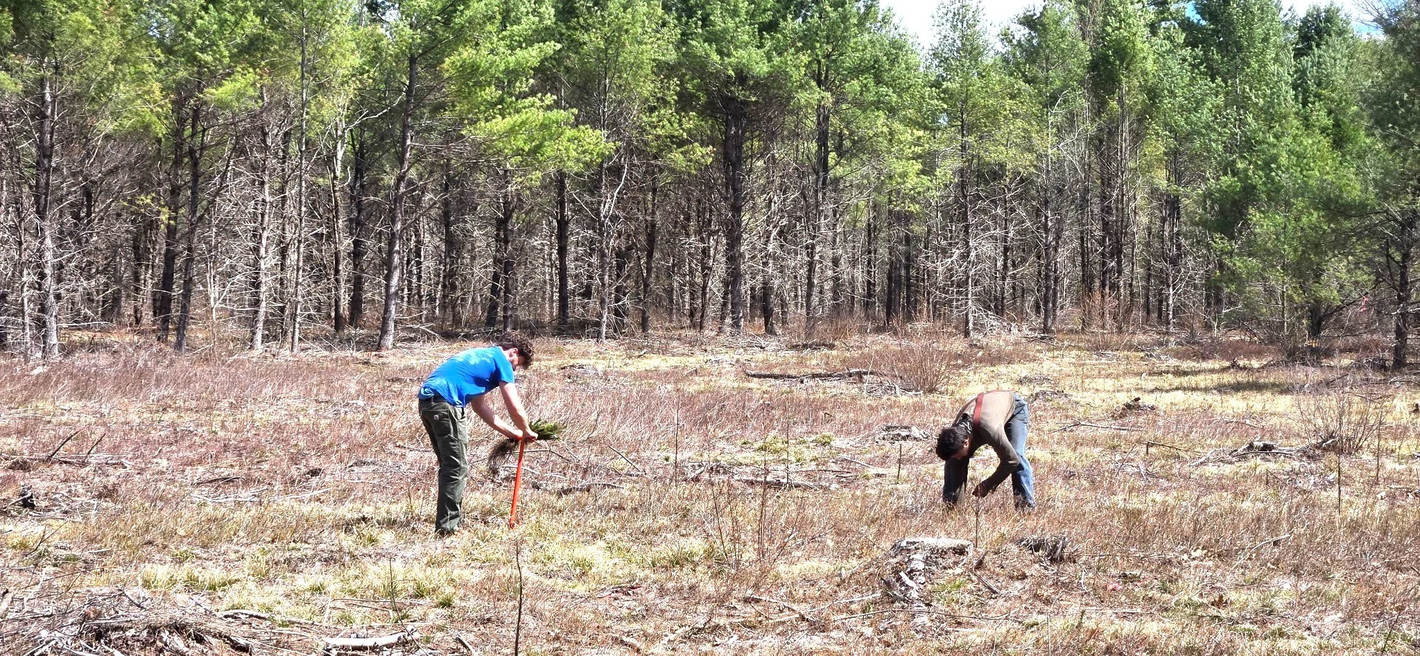 Enrichment Planting on Land Trust Properties