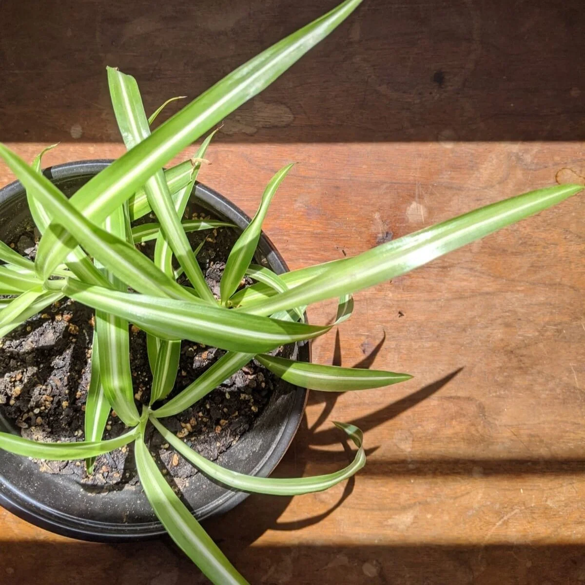 Making Room For the Unexpected: An Expanded Meditation For This Pandemic