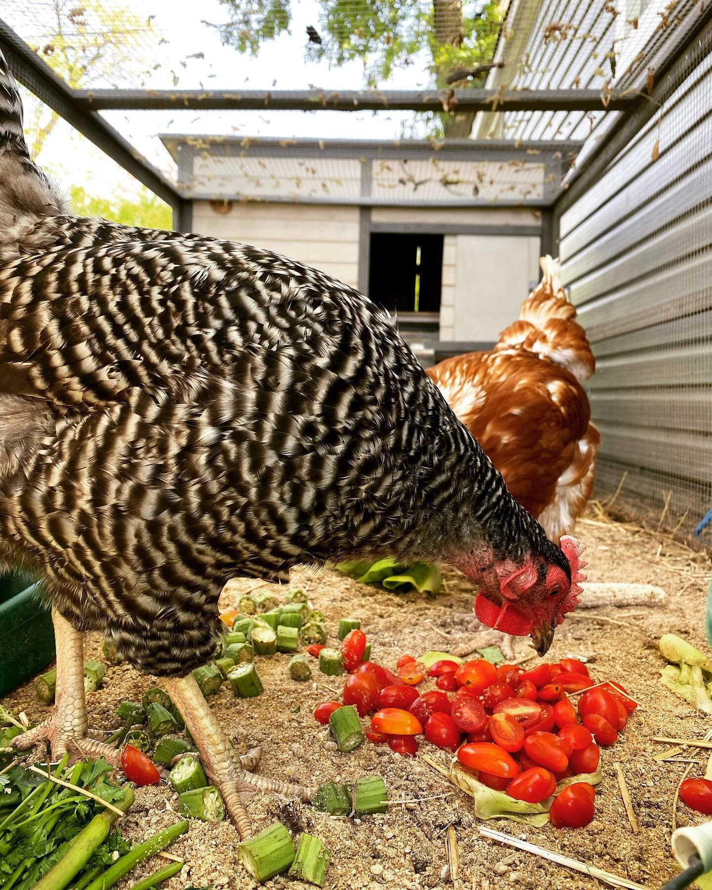 They always have plenty food 🥘 options, especially after a work event. Sunday morning with the chickens. #chicagochickens #urbanpil&oacute;n #leftovers