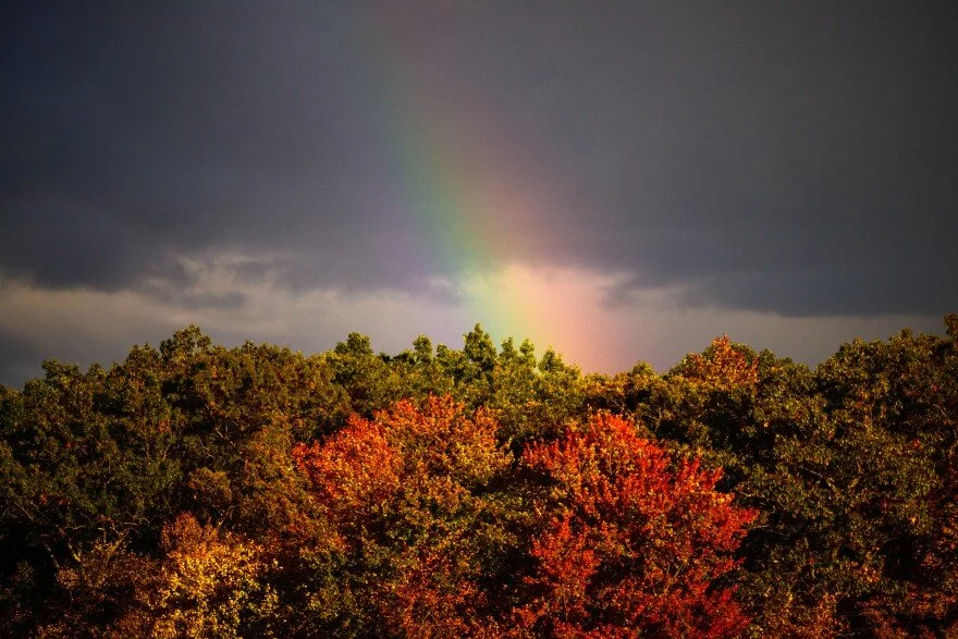 WNPR: Why is New England's Fall Foliage so Stunning? Take a Hike to Find Out