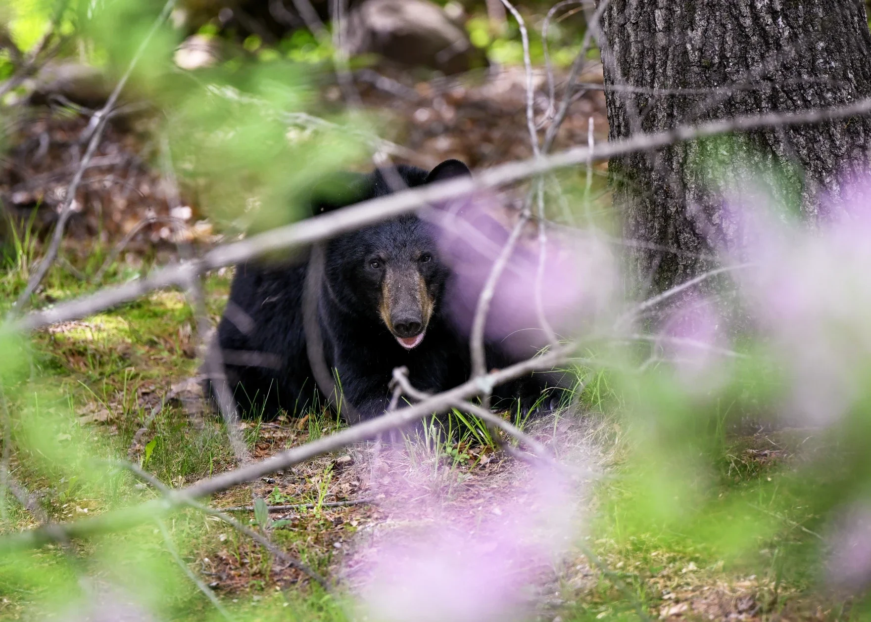 Connecticut is now Bear Country