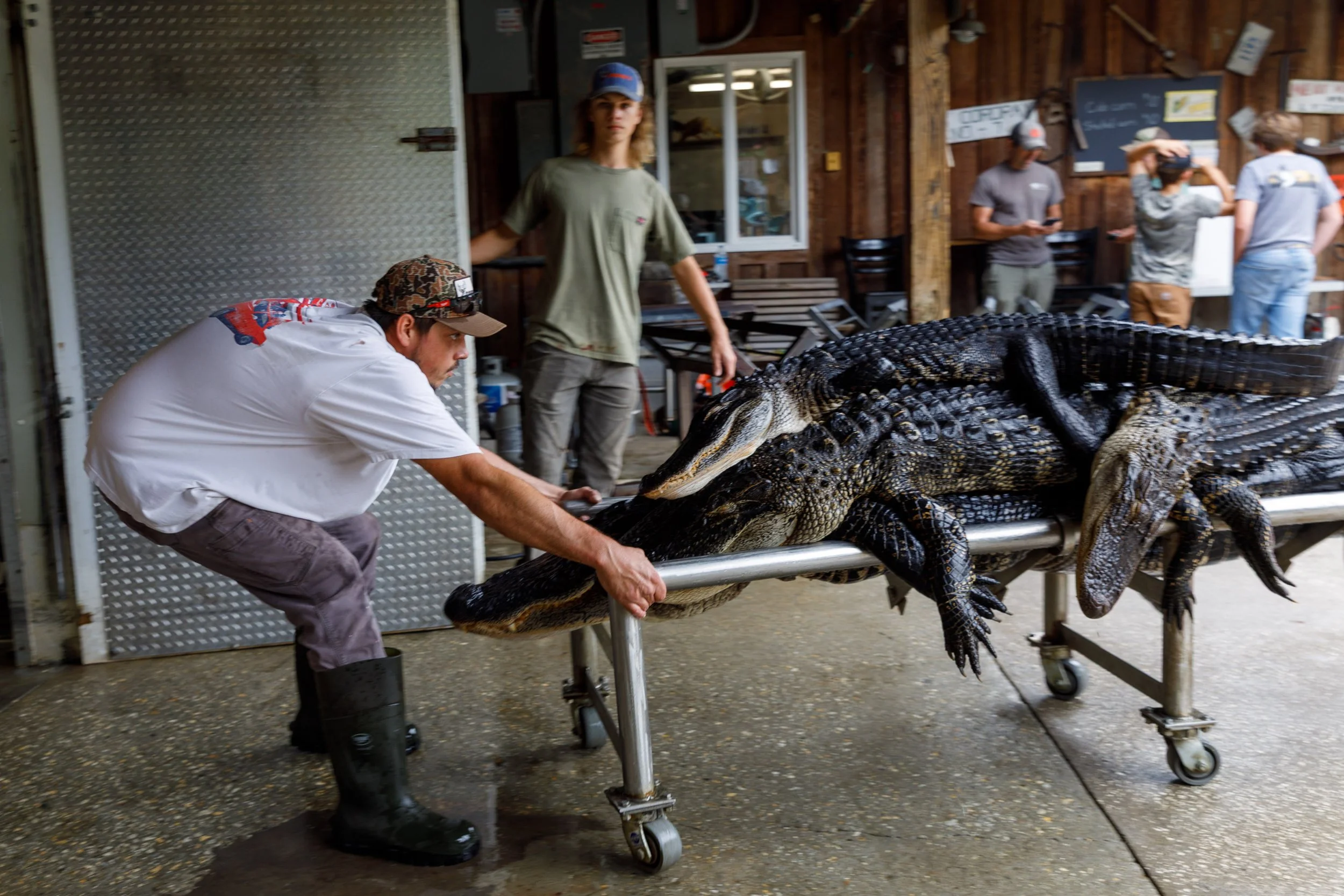 Gator_Option-1.jpg