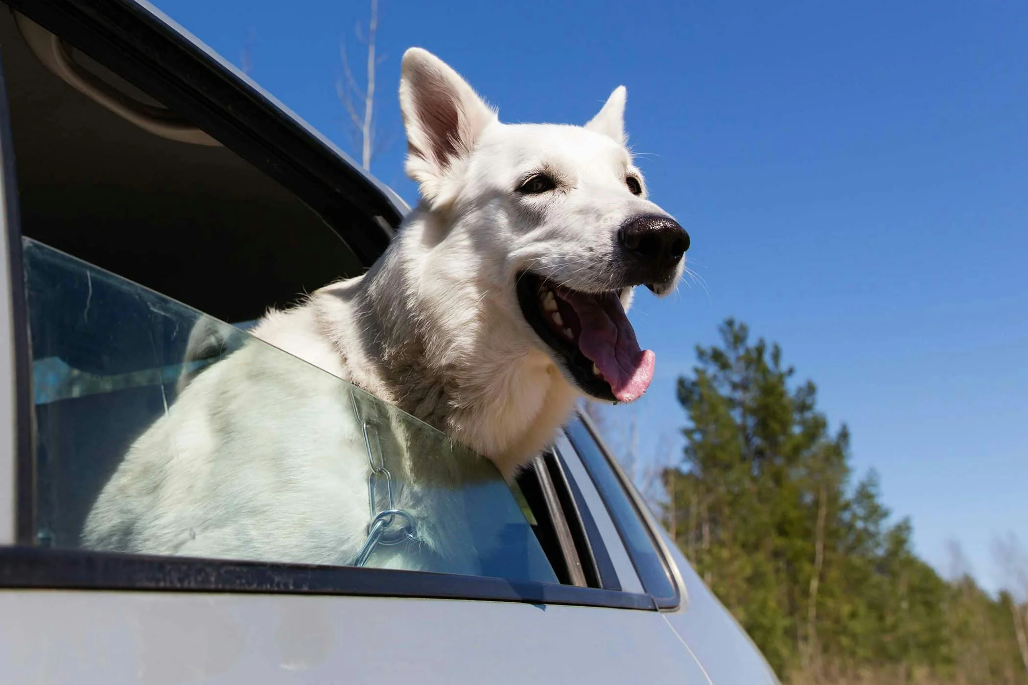 How to Remove Dog Slobber from Car Interiors