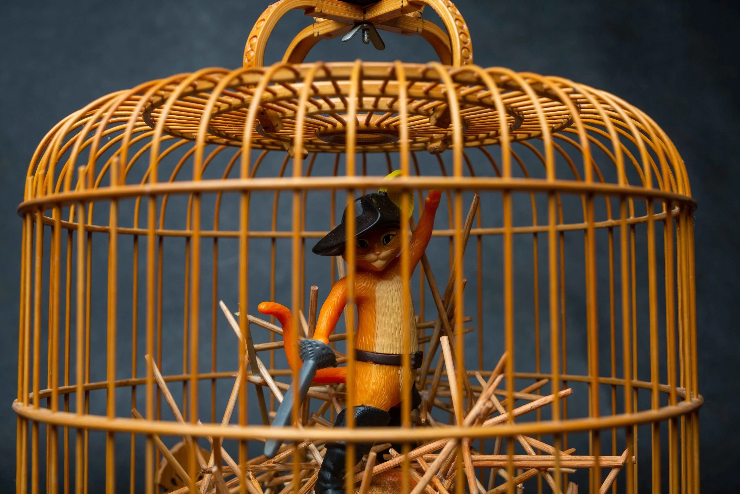 meiling lee puss fighting with bunny