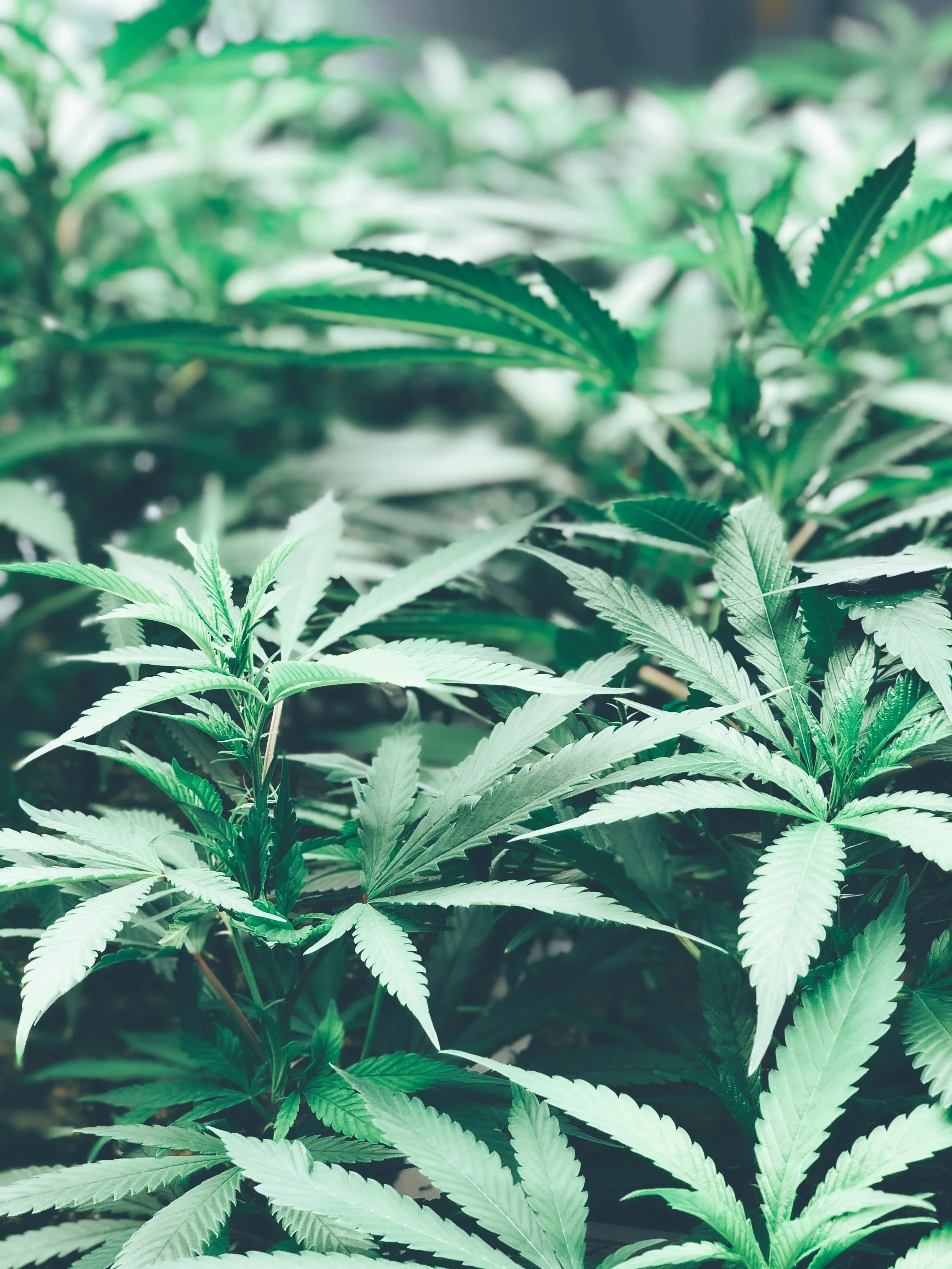 Organic cannabis plants growing in hydroponics