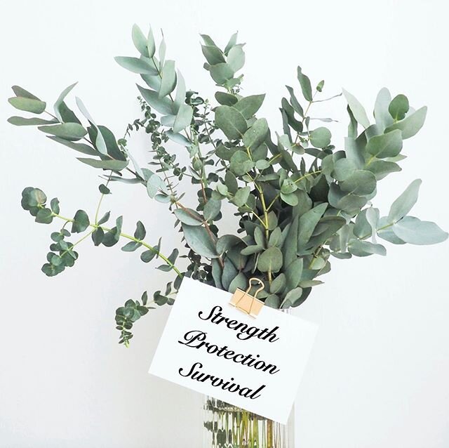 Have you explored our beautiful Eucalyptus Series? A symbol of healing and protection, this fabulous foliage now means more than ever. The Eucalyptus is an uplifting, stylish design and a hero centrepiece of the Liz Earle Botany Collection. Discover 