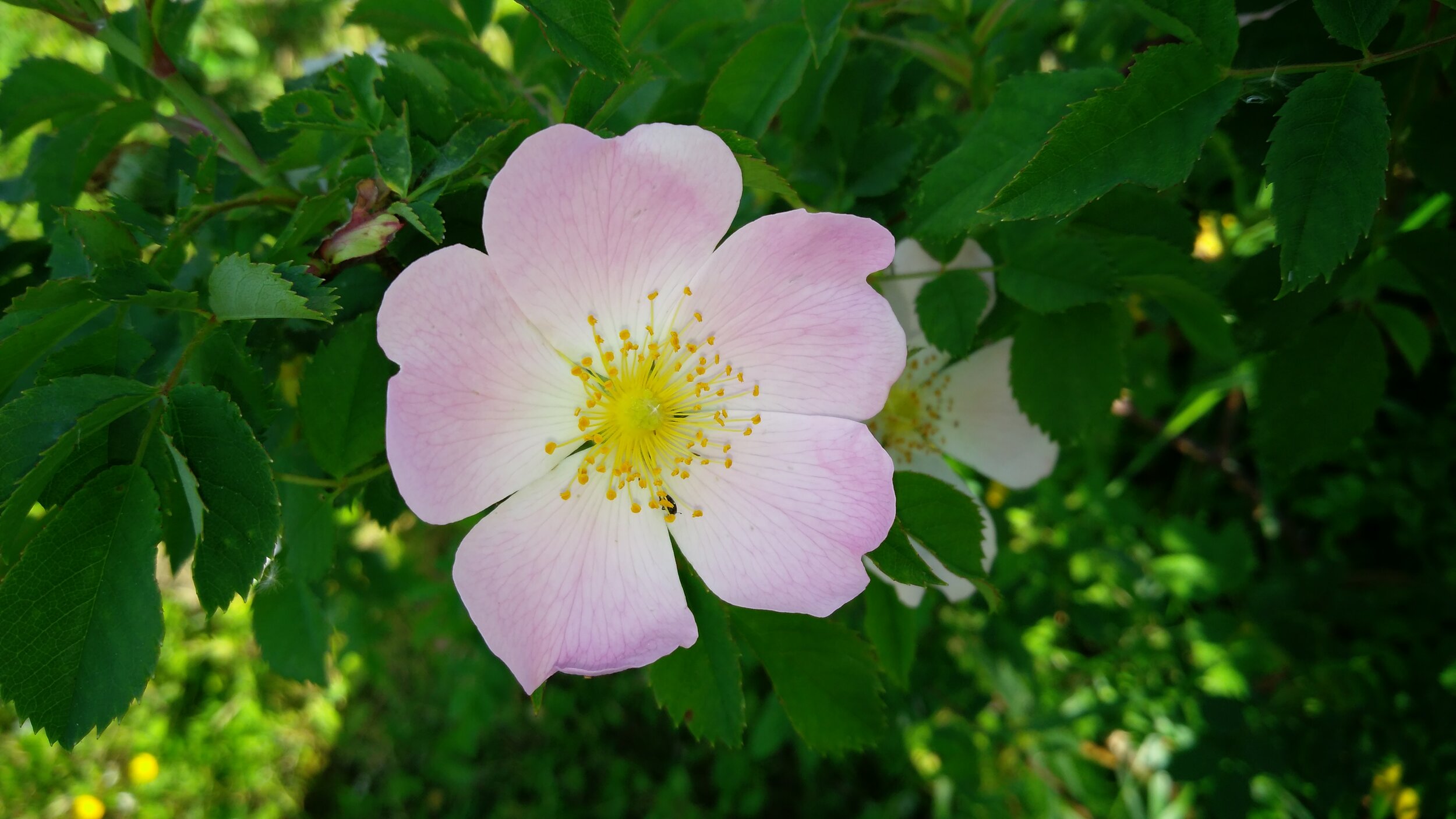 3_Wild Rose (1).jpg