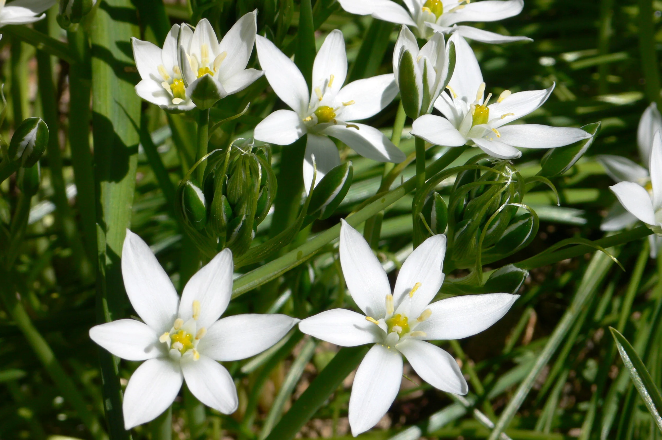 star of Bethlehem.jpg