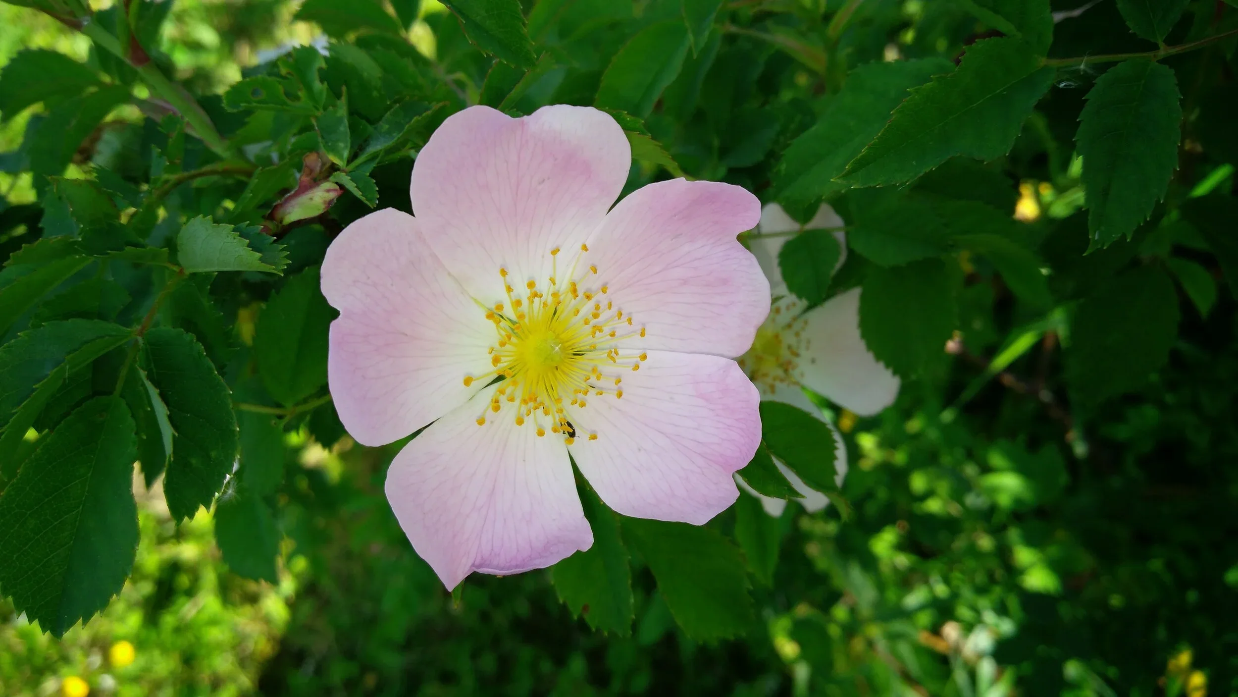3_Wild+Rose+(1).jpg.webp