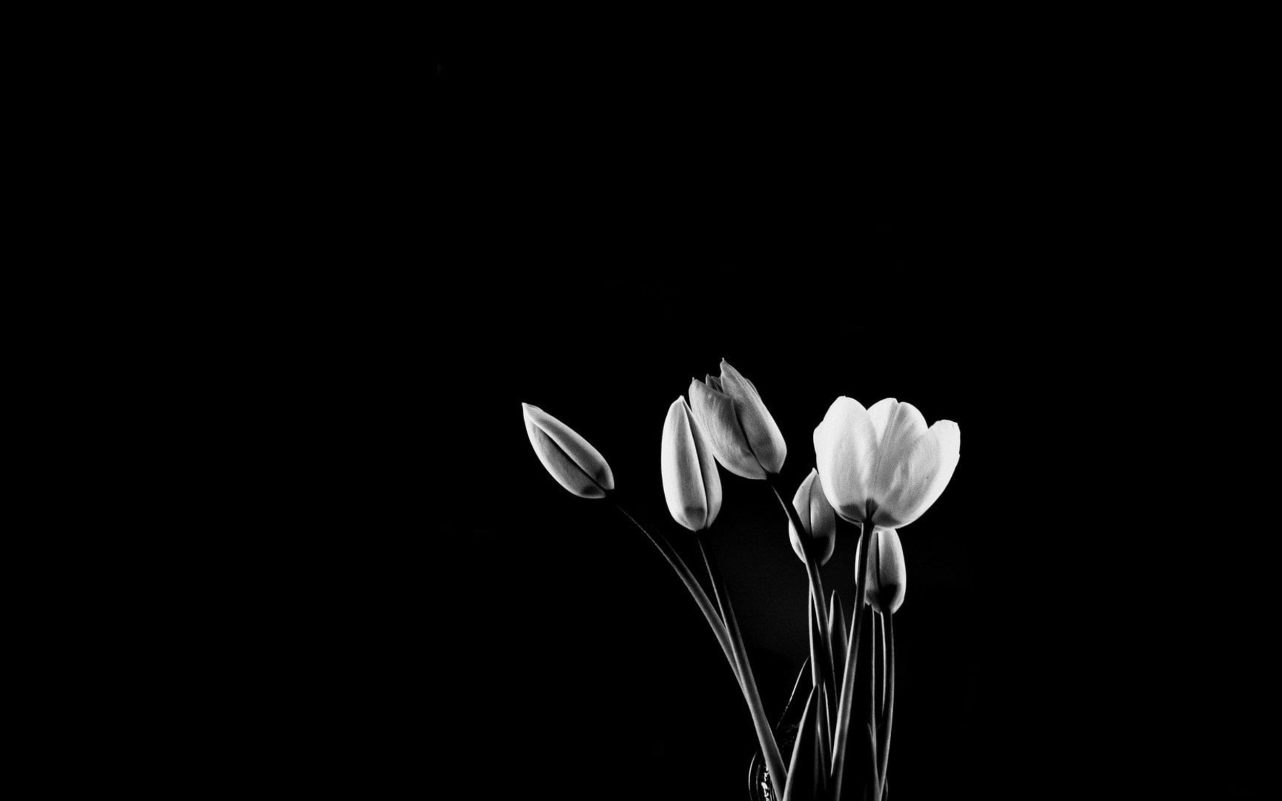 Цветок на темном фоне обои. Цветы на темном фоне. Красивые цветы на черном фоне. Черные обои. Цветы Минимализм.