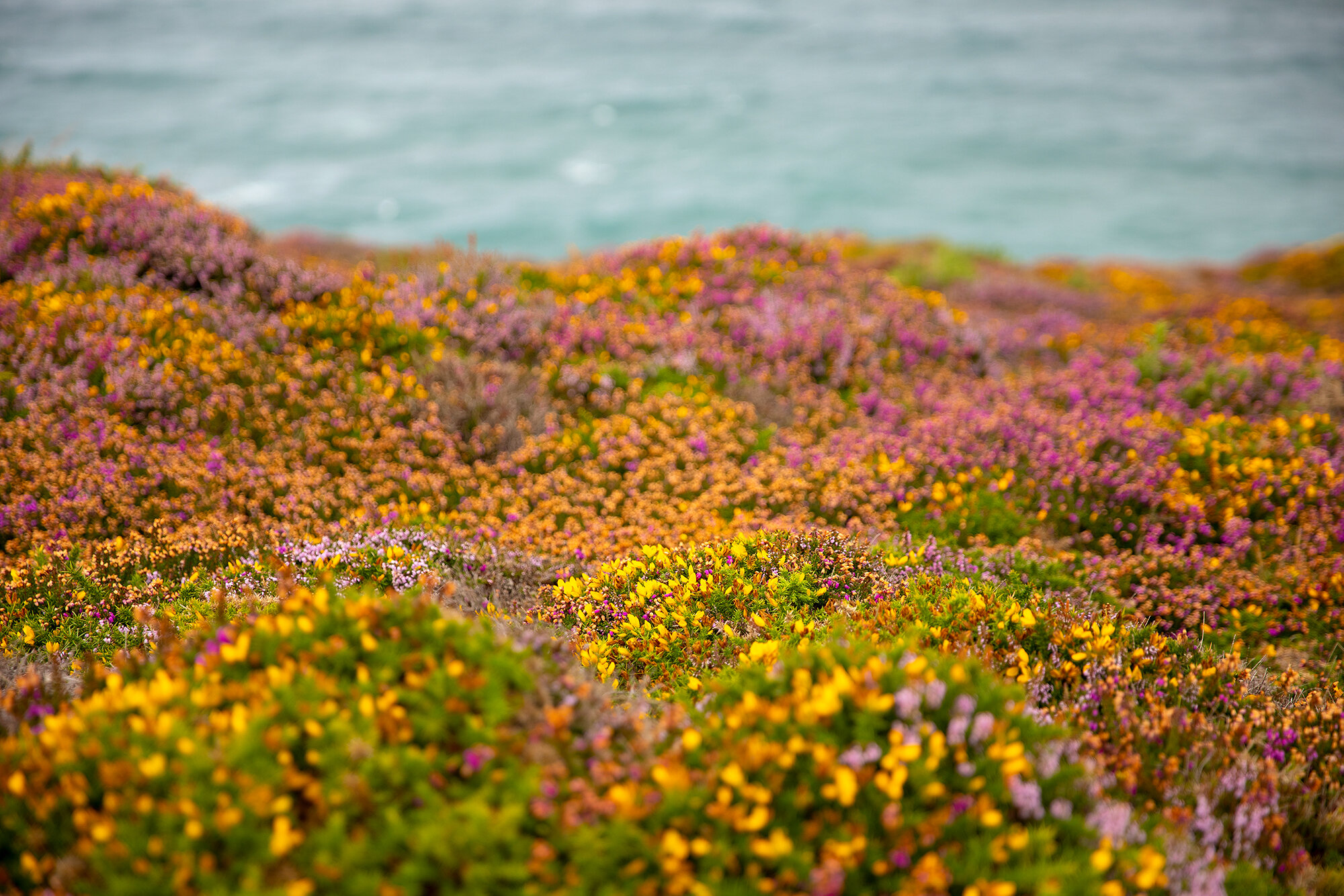 HEADLAND HEATHER, ST AGNES