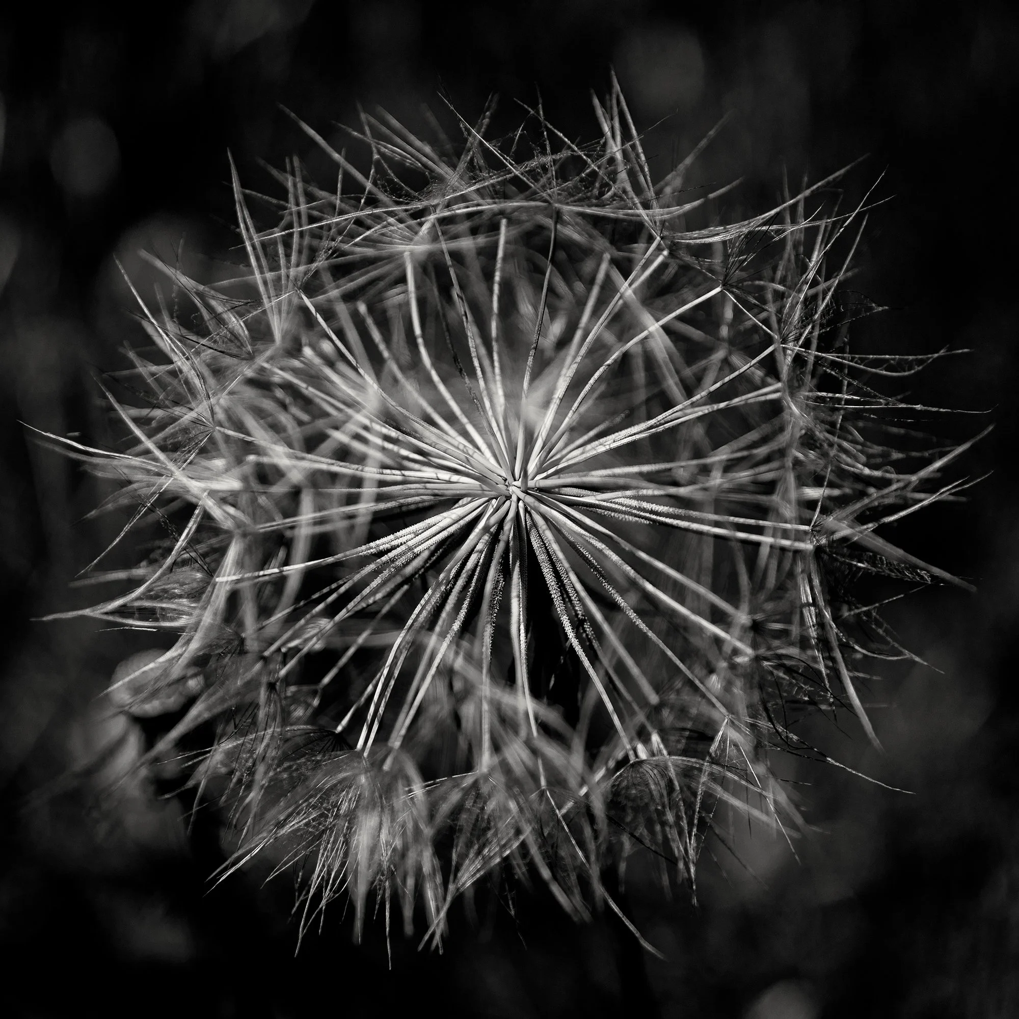 SALSIFY, HILLS SURROUNDING LAGO TRASIMENO