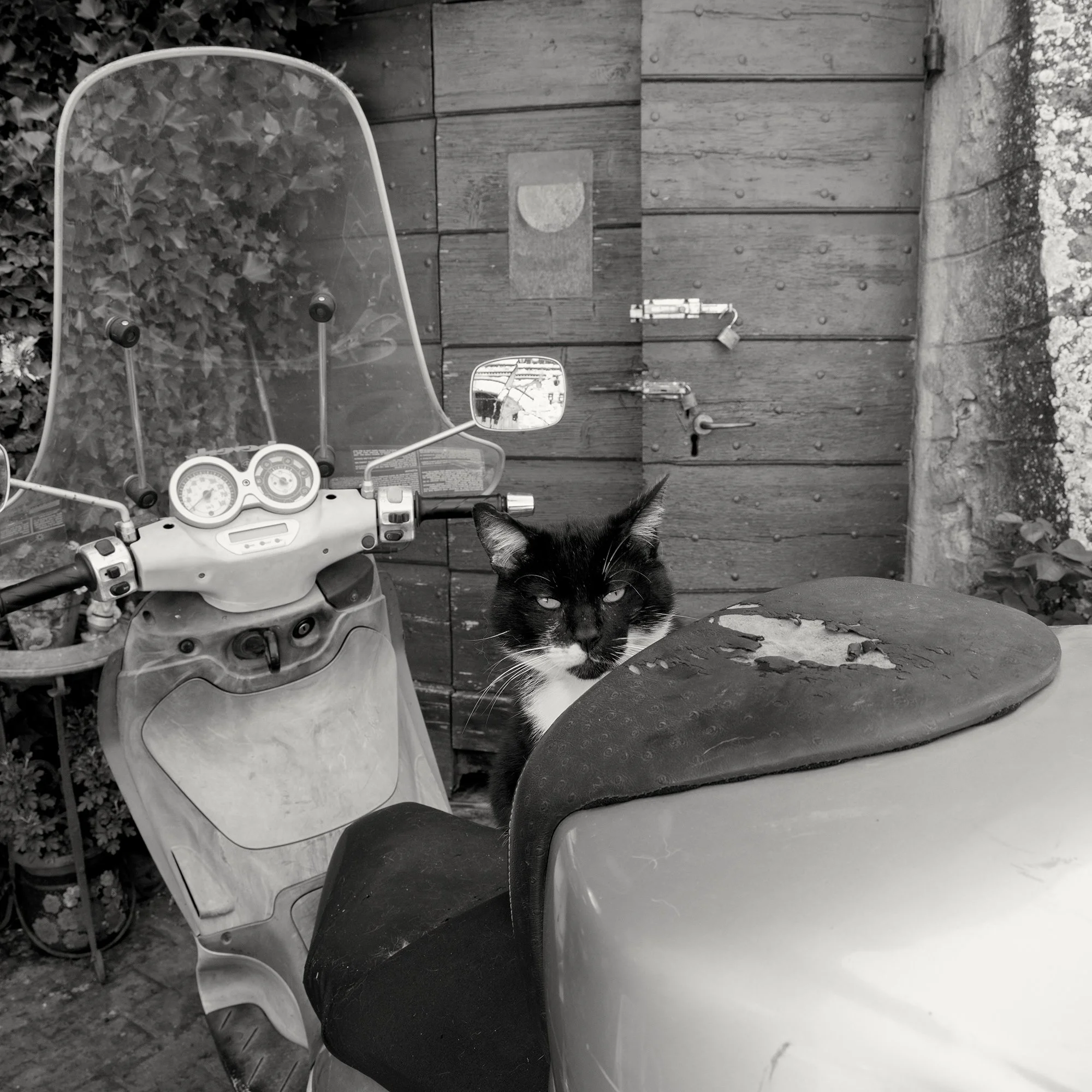 CAT ON A BIKE, CASTEL RIGONE, TUSCANY