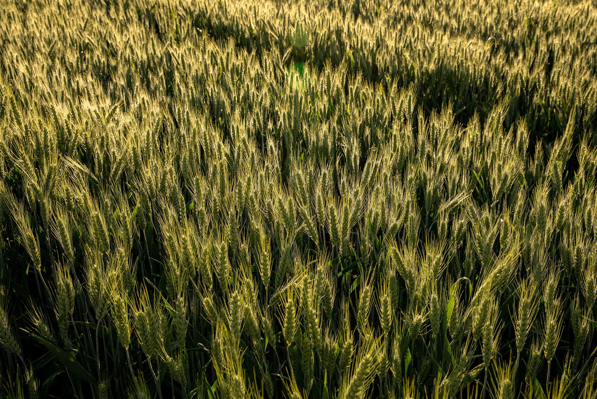 WHEAT FIELD 1, MACCHIE, UMBRIA