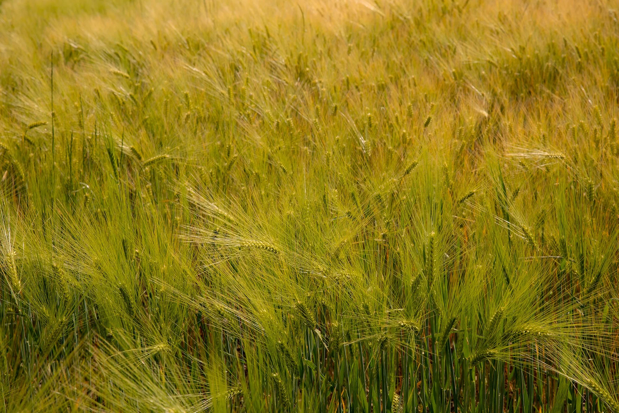 WHEAT FIELD 2, MACCHIE, UMBRIA