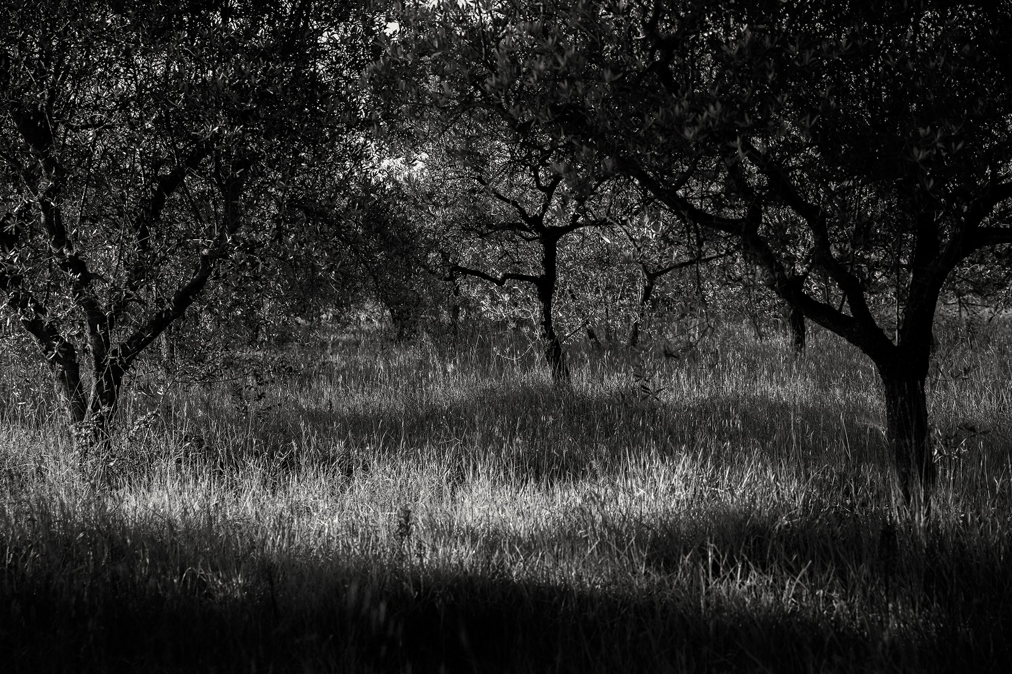 OLIVE TREES, MACCHIE, UMBRIA