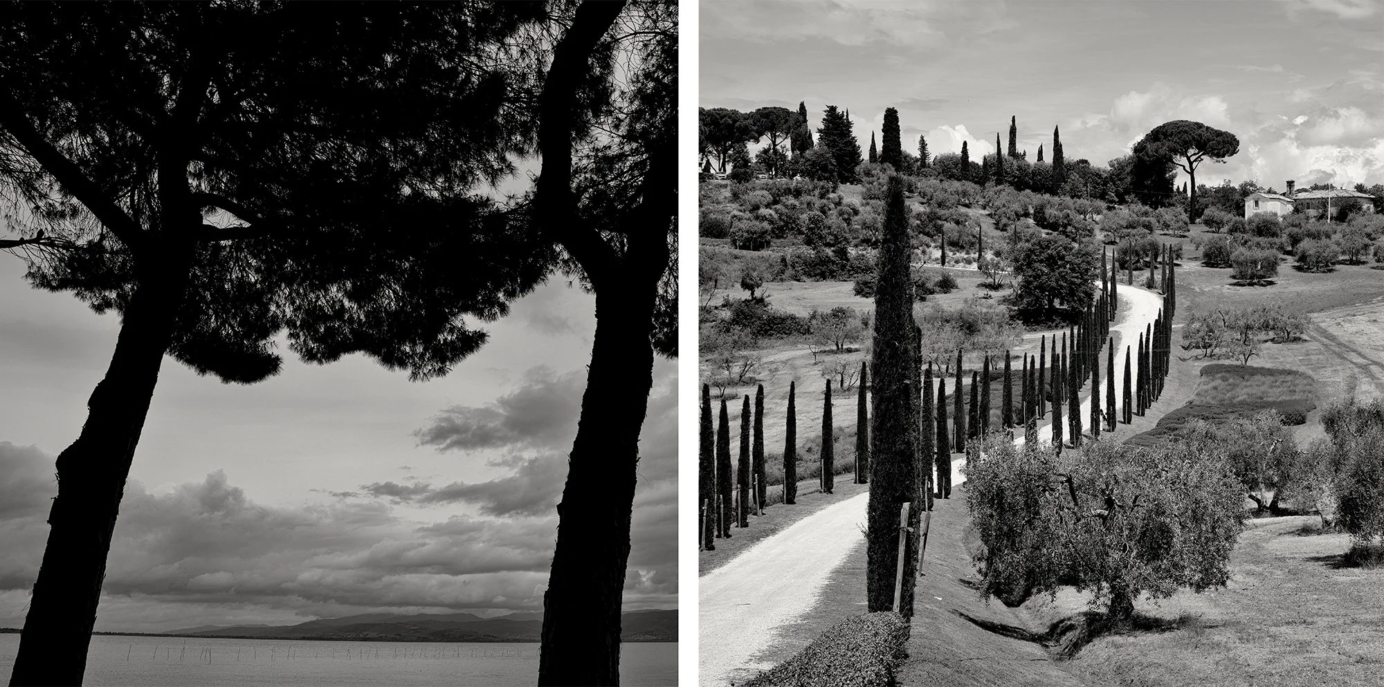 UMBRELLA AND CYPRESS TREES, UMBRIA