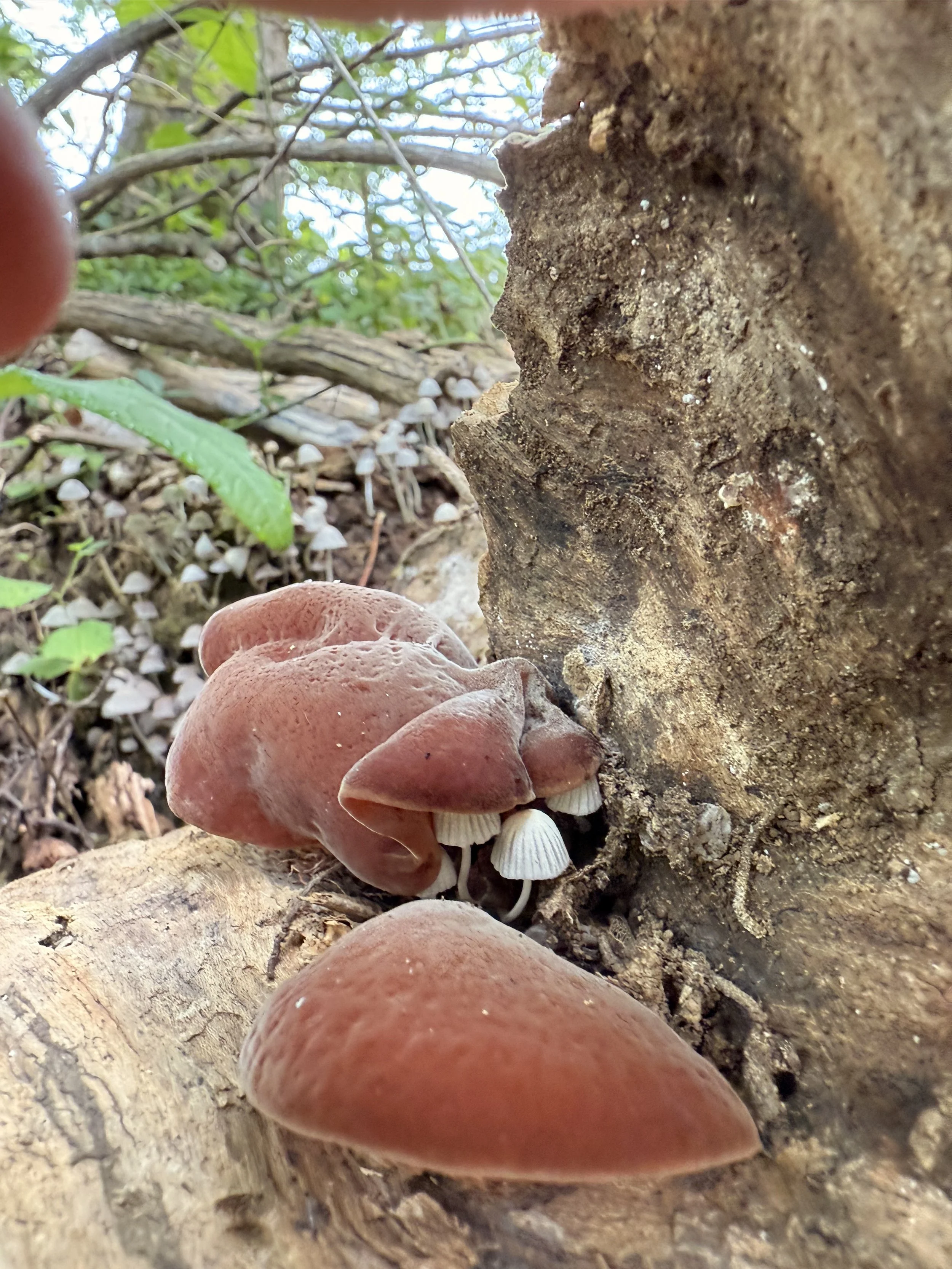 Mushroom Foraging 101