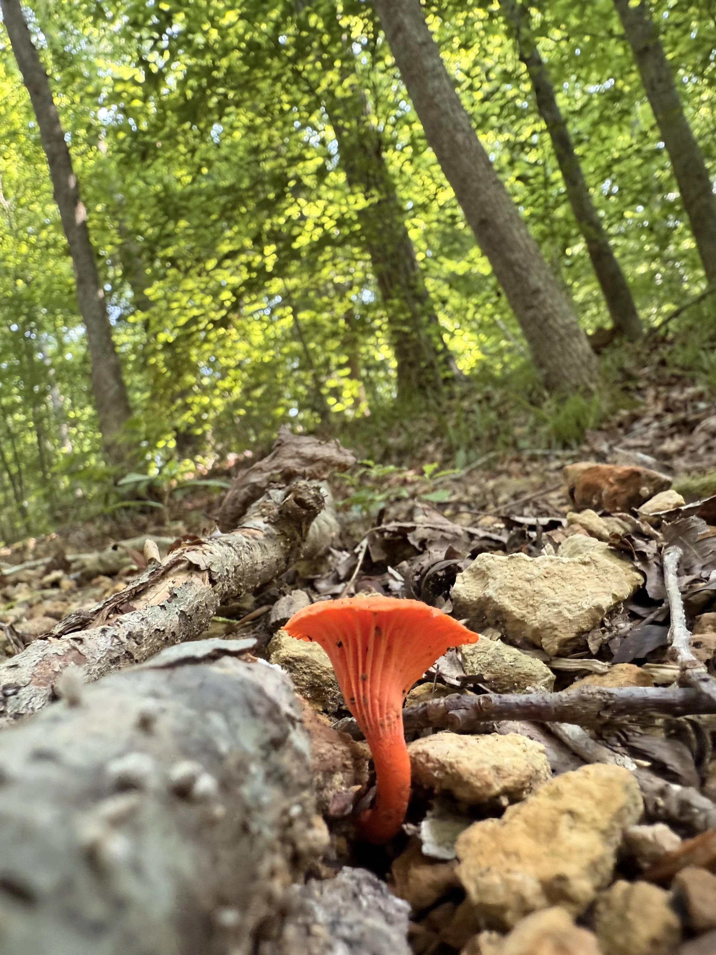 Mushroom Foraging 101