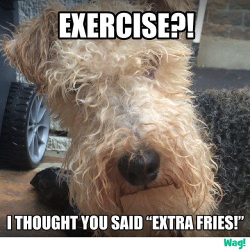Software training and virtual dog walking!
