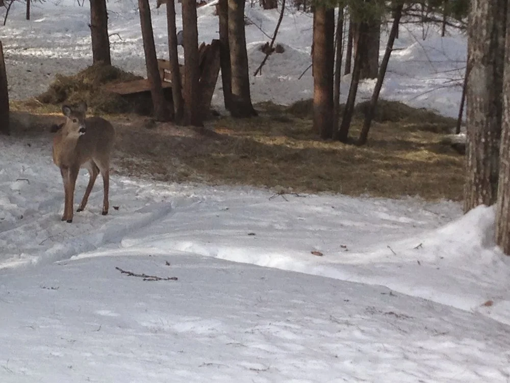 Wisconsin for St. Patty's Day: Spring Break 2014