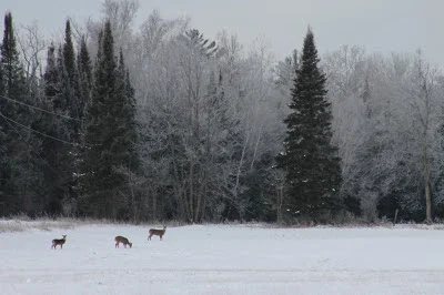 Christmas at Joel's Cabin