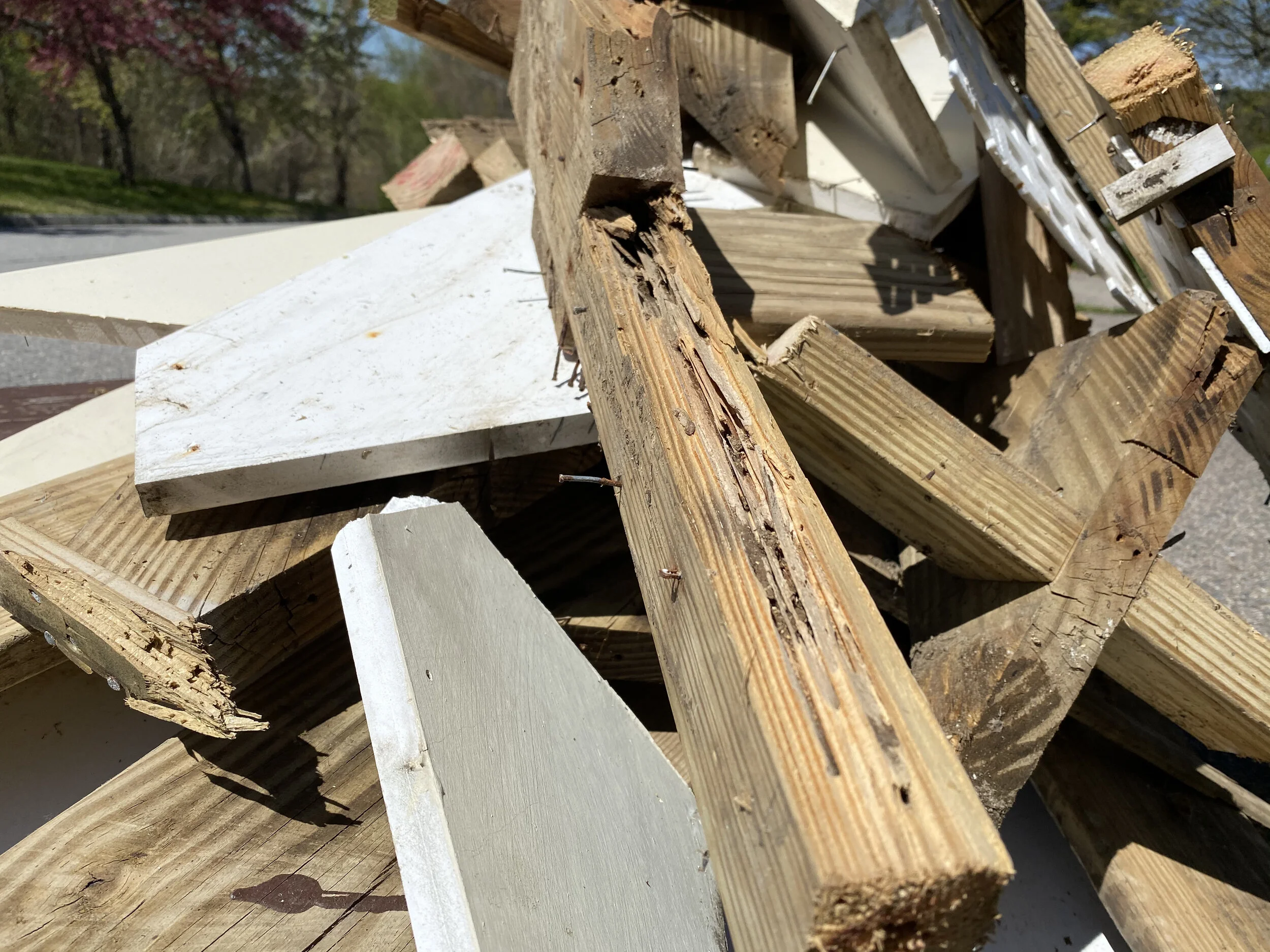 What Termites Taught Me About IT Careers