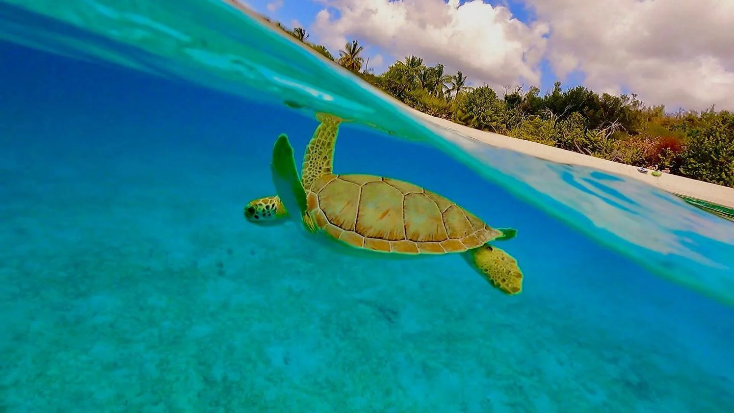 Swimming through the week like....
http://max-charters.com
.
.
.
#turtletueaday #usvirginislands #christmascove #carribean #maxcharters #charterboat #sailing #ritzcarltonstthomas #secretharborbeachresort #margaritavillestthomas  #usvi #virginislands