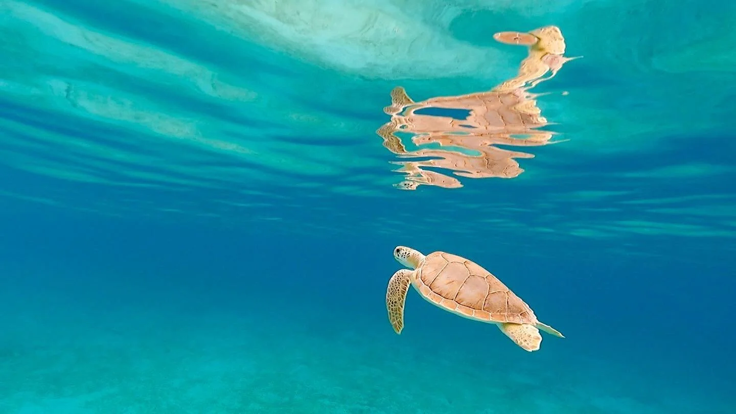 🤿 🐢
http://max-charters.com
.
.
.
#visitstthomas #usvirginislands #christmascove #carribean #maxcharters #charterboat #sailing #ritzcarltonstthomas #secretharborbeachresort #margaritavillestthomas  #usvi #virginislands #usvirginislands #stthomas #