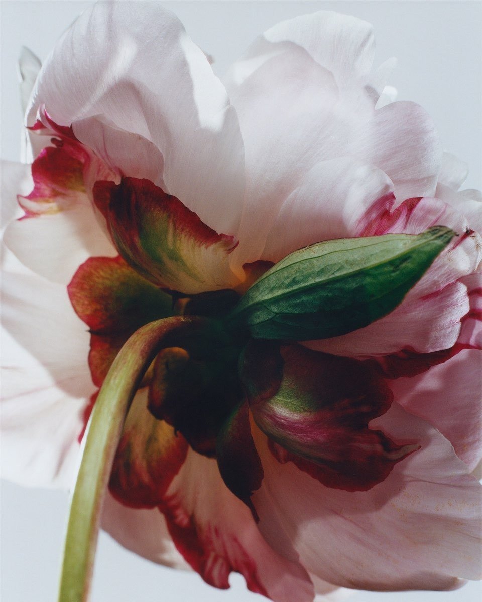 The Sun entered Taurus! 

The sensual realm of spirit incarnated into physical embodied form is the focus of this month of blooming flowers and unfolding lessons around self-intimacy, pleasure, stability and the listening to and subsequent fulfillmen
