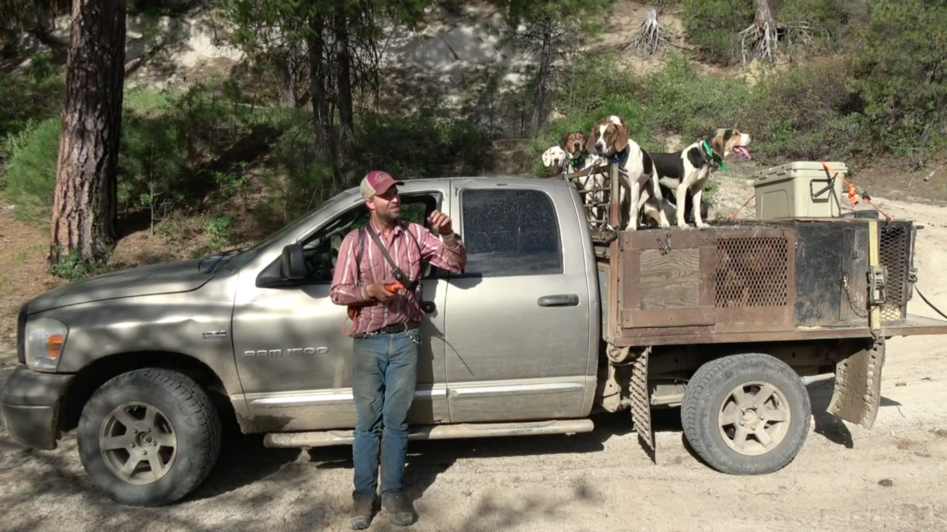 bear hunting dog boxes