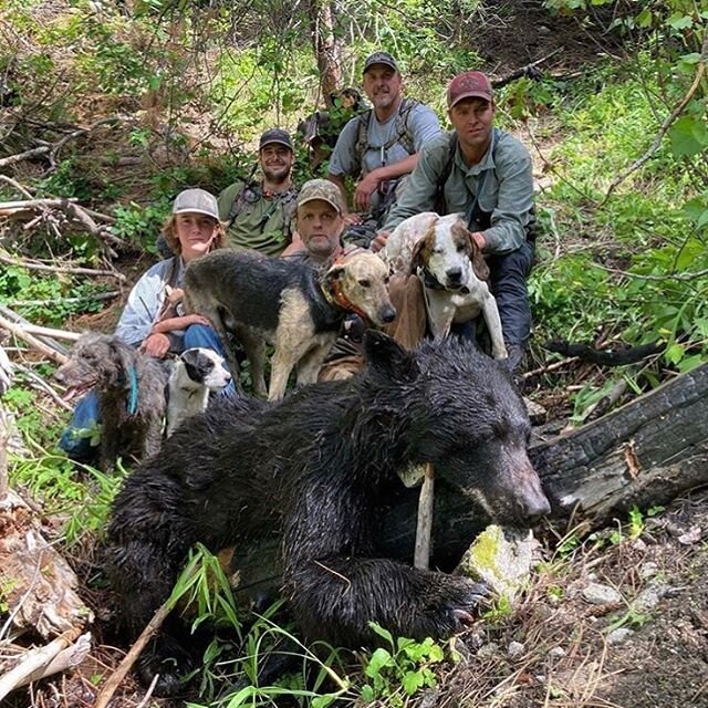 Carson tagged a this really nice boar for his 1st black bear, with his red dot .45! This big, tough boar treed 4 different times and was started by the puppies🐶🐻 What a chase!
.
.
8 days of bear hunting left!
.
.

#hunting #bear #yourenoutfitters #