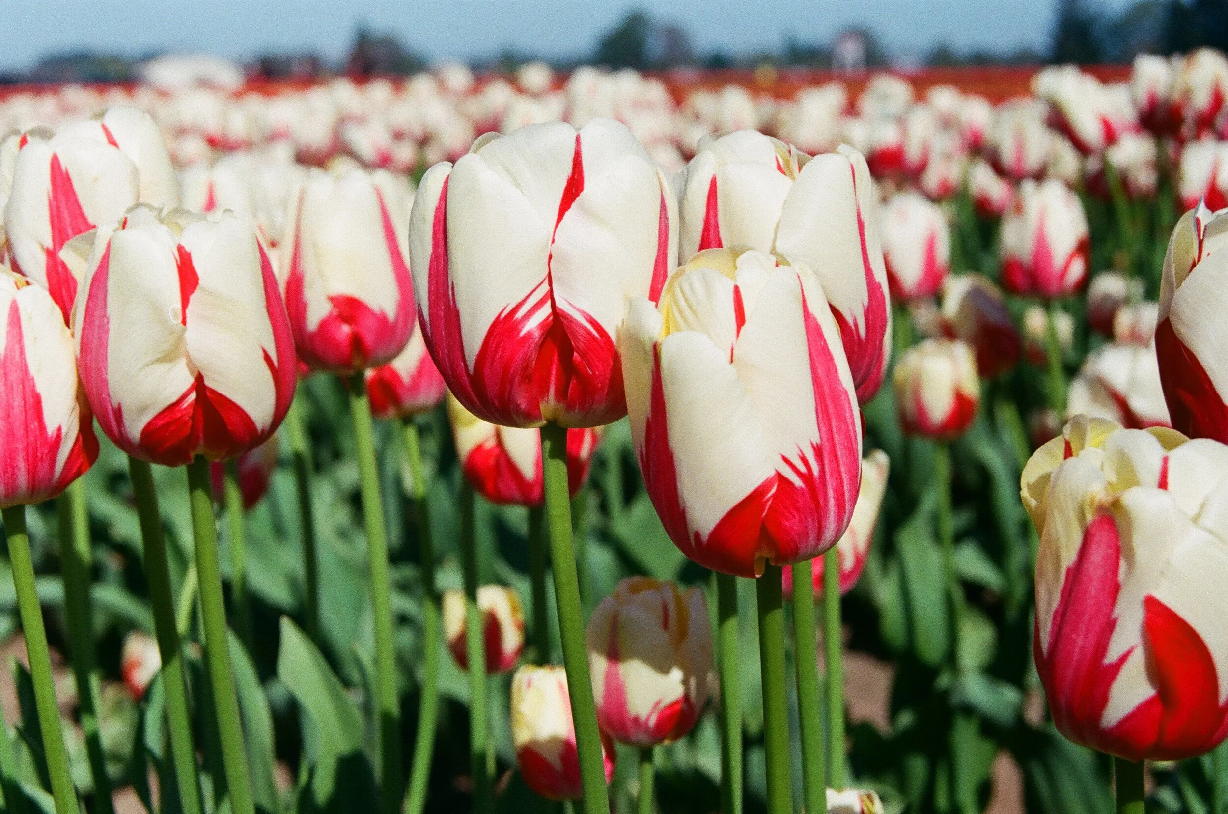 pepp tulips.jpg