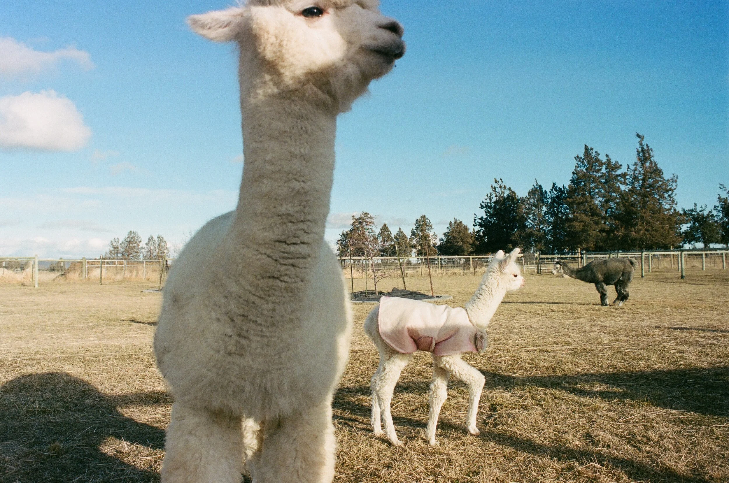 alpaca2.jpg